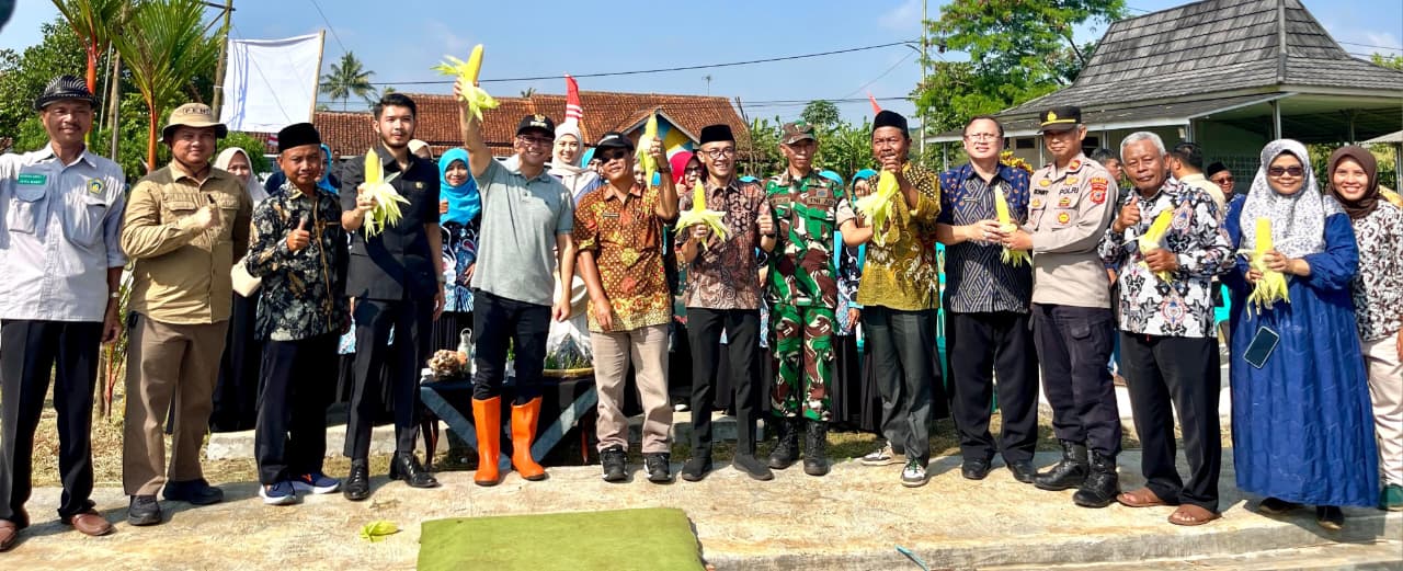 PANEN RAYA JAGUNG RAJAPOLAH