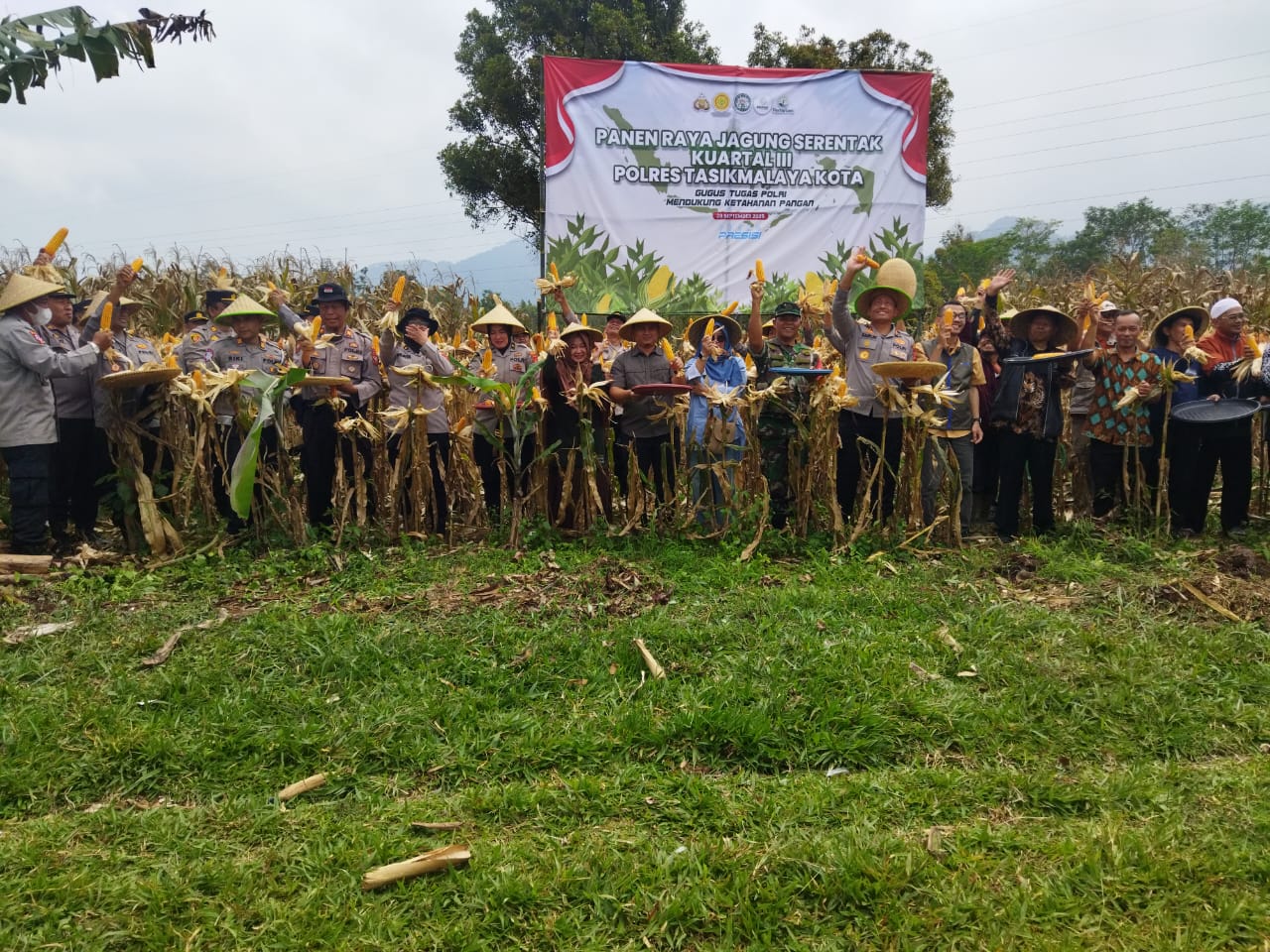 PANEN RAYA JAGUNG KADIPATEN