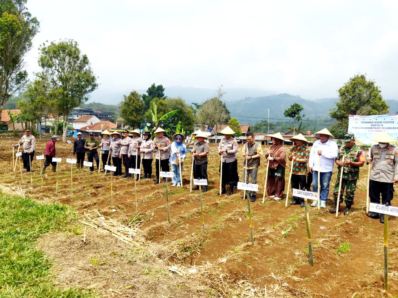 PANEN RAYA JAGUNG KADIPATEN